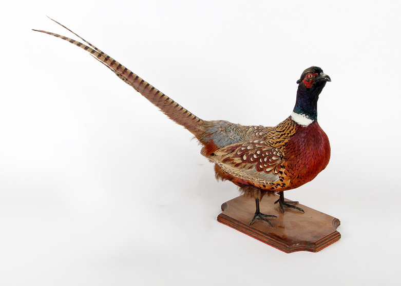 Taxidermy Pheasant