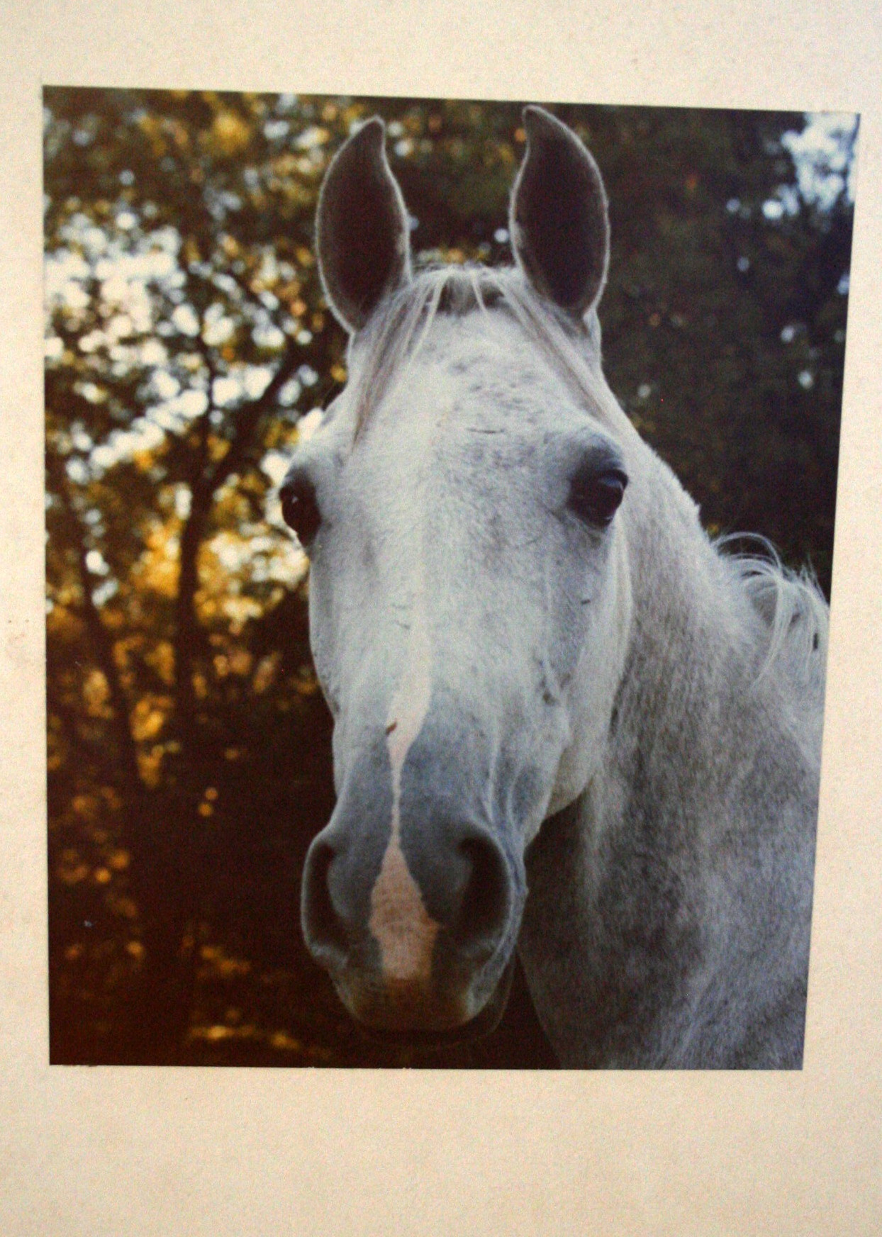 Horse-Themed Grouping