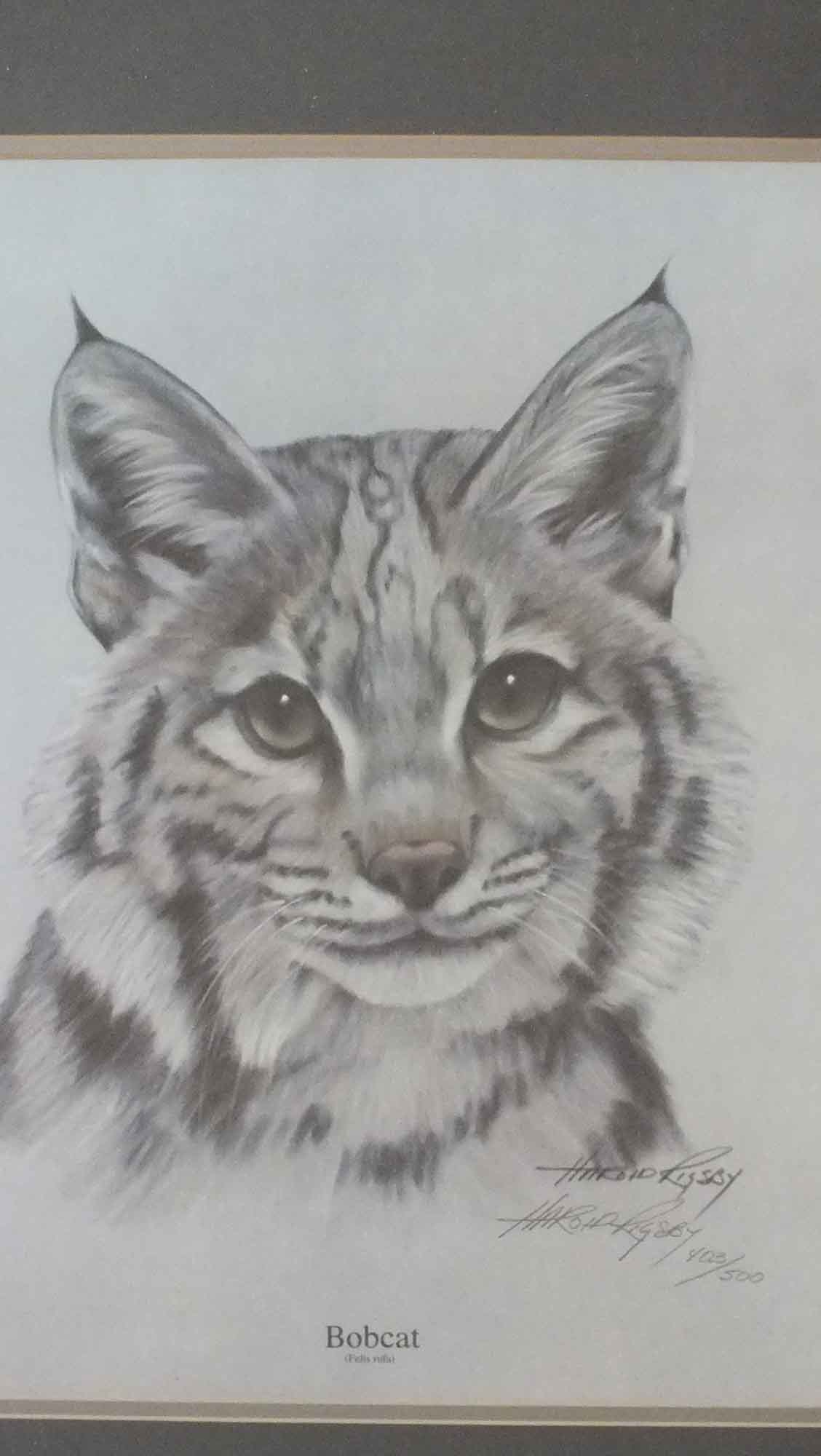 Quartet of  Harold Rigsby Big Cat Prints