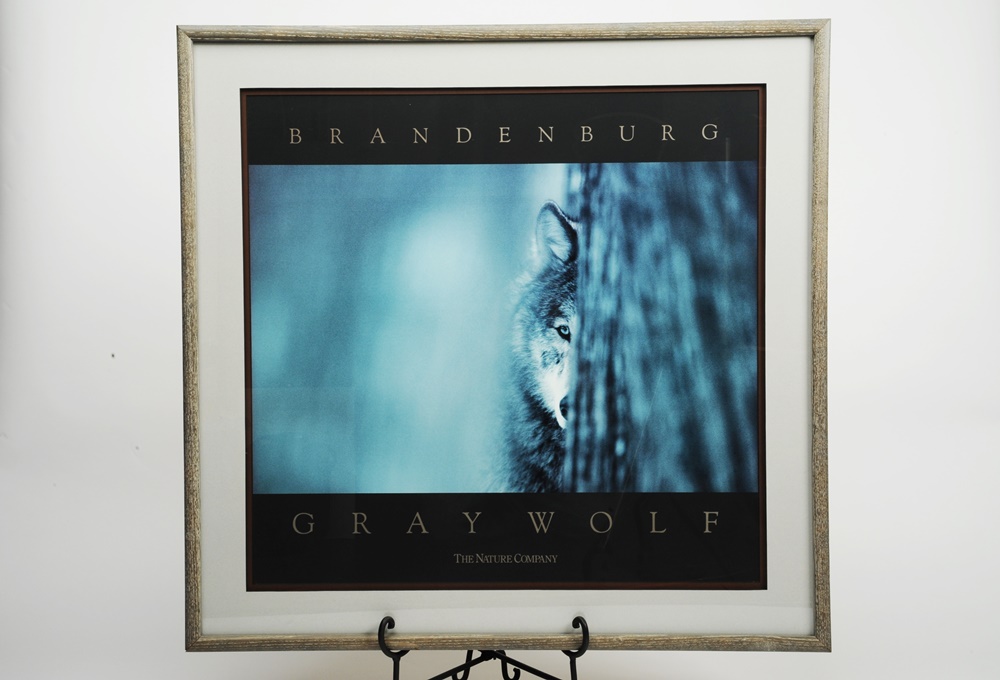 "Gray Wolf" By Jim Brandenburg