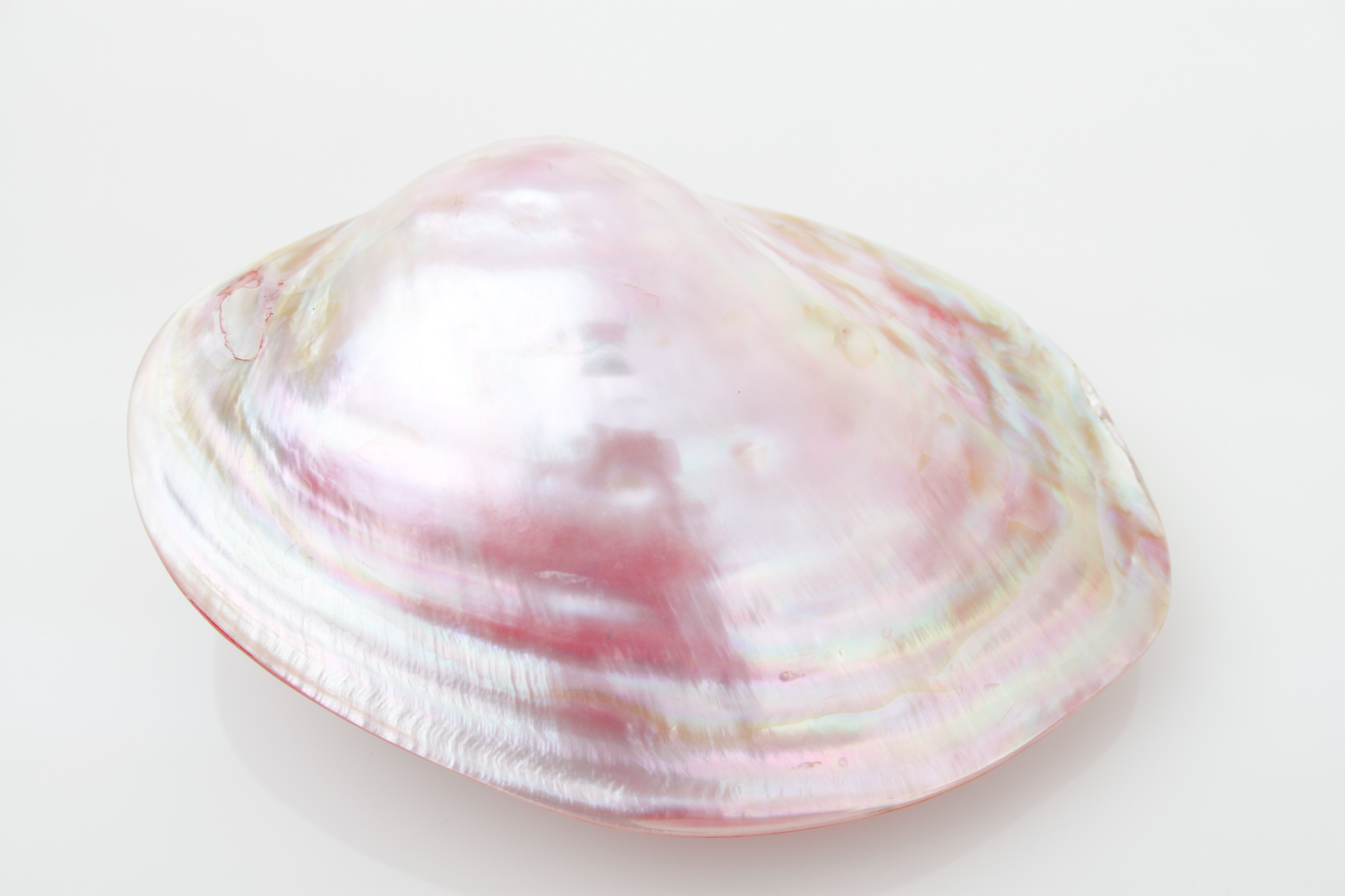 Pink Shell and Jewelry Collection