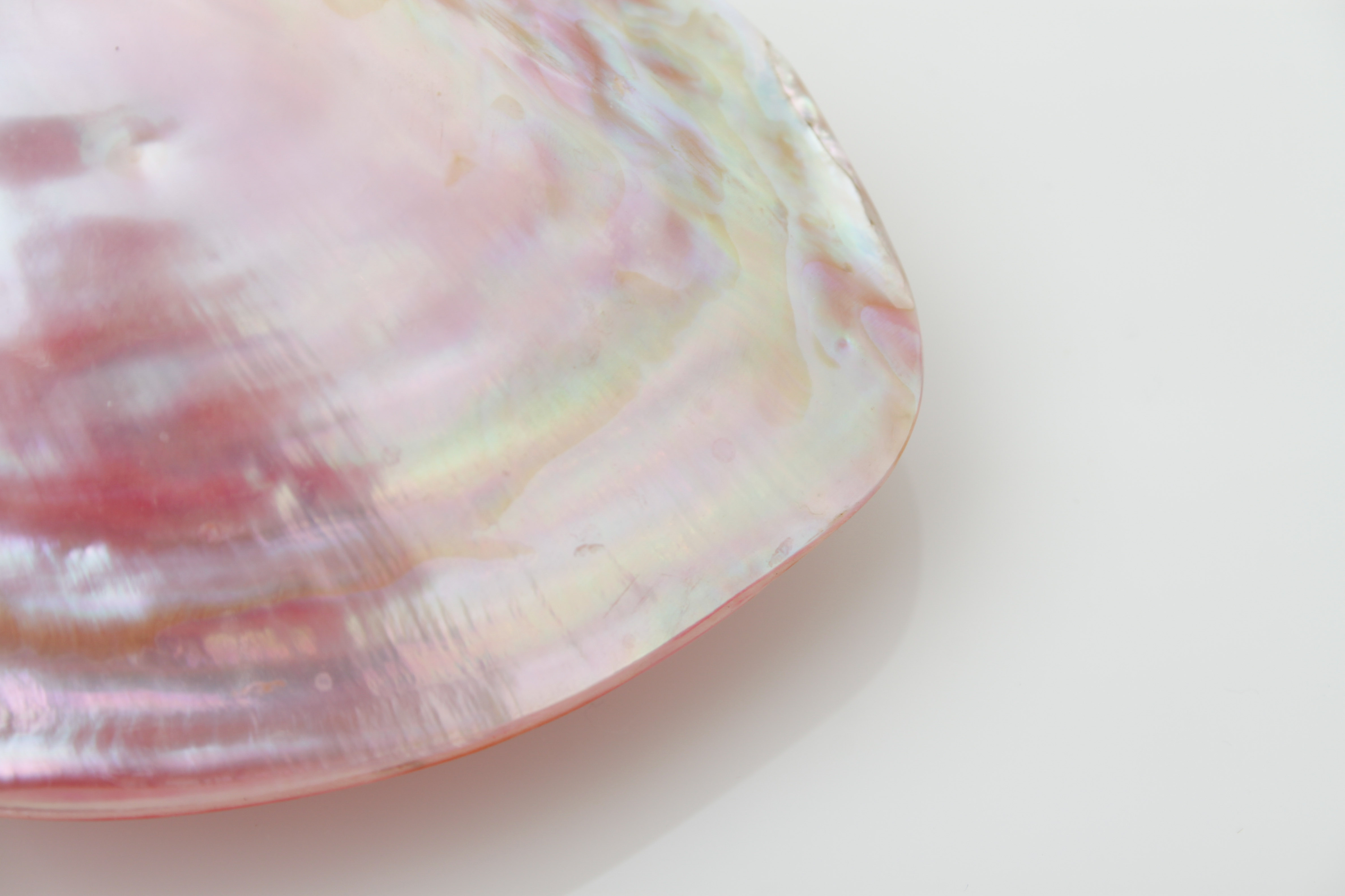 Pink Shell and Jewelry Collection