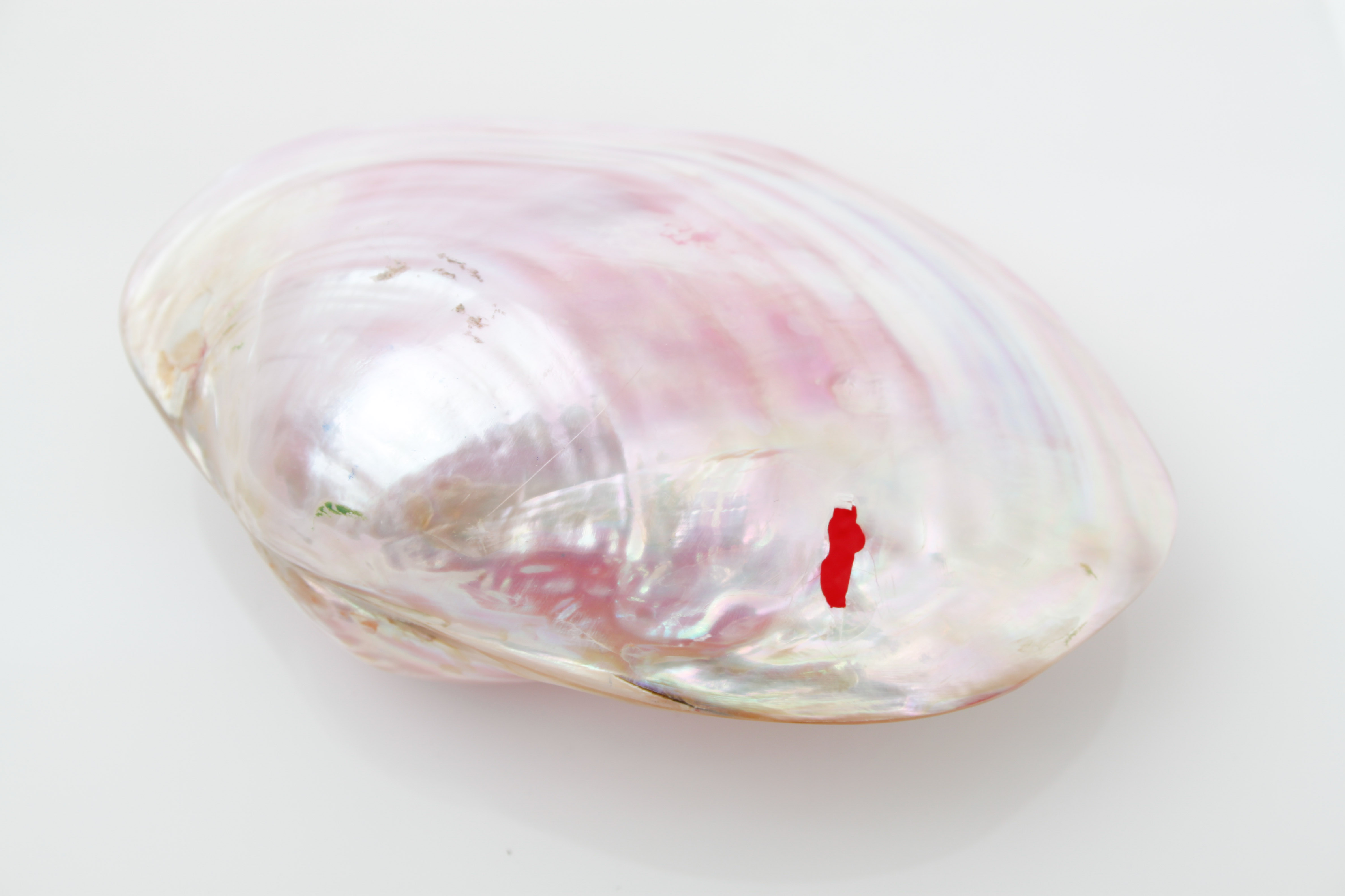 Pink Shell and Jewelry Collection