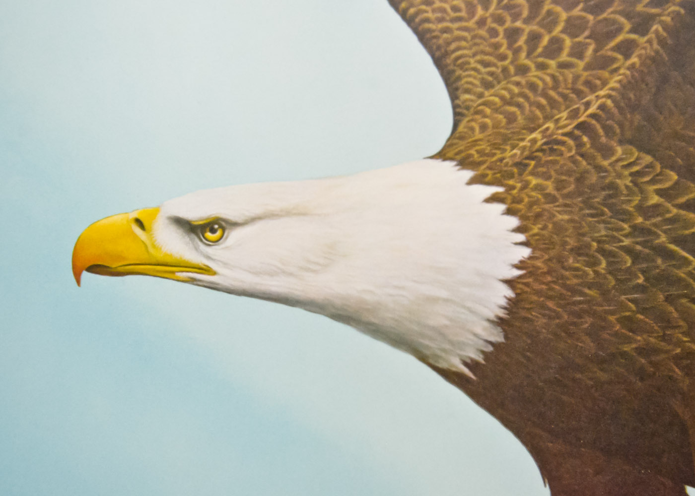 Ray Harm Signed Wildlife Print