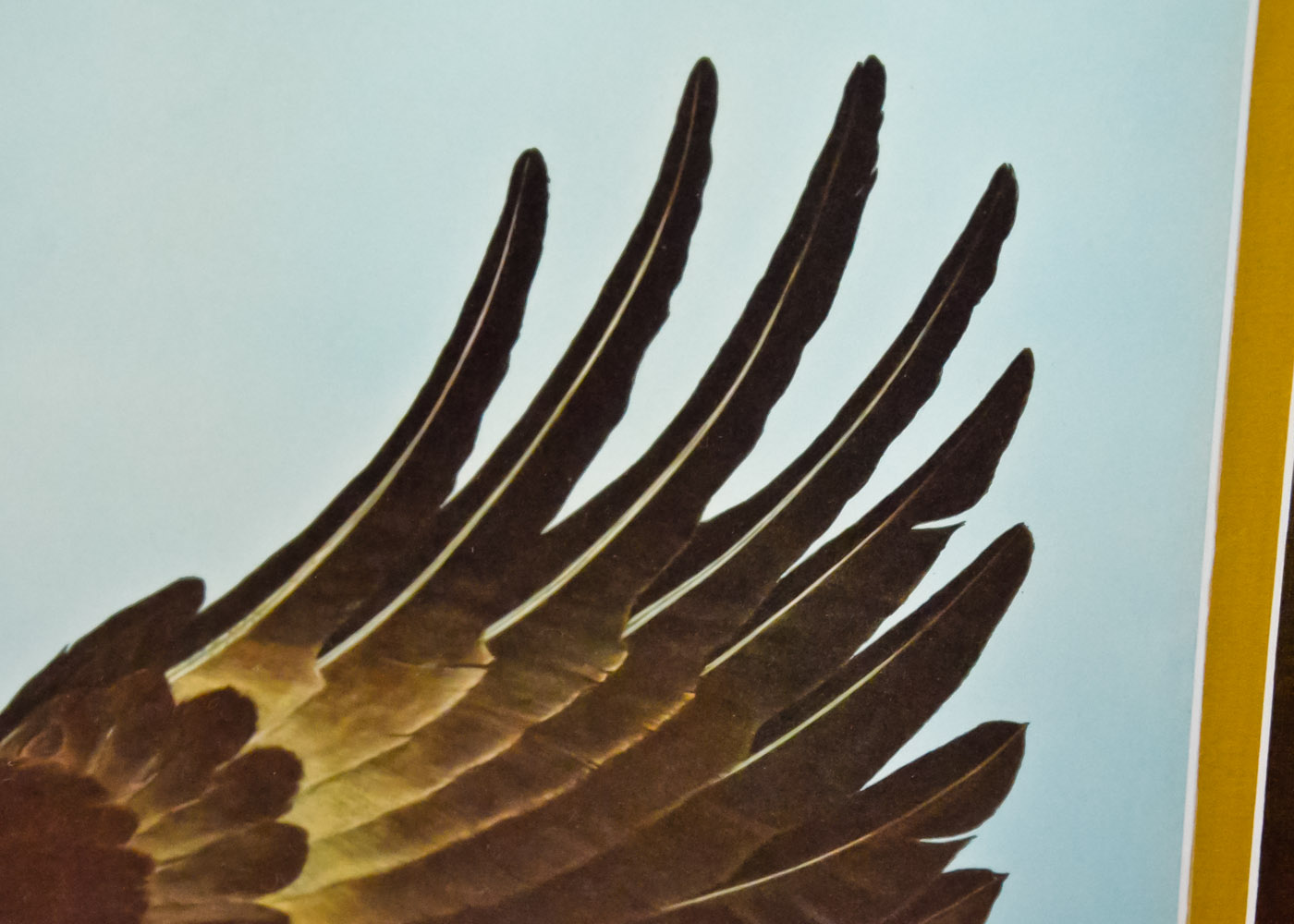 Ray Harm Signed Wildlife Print