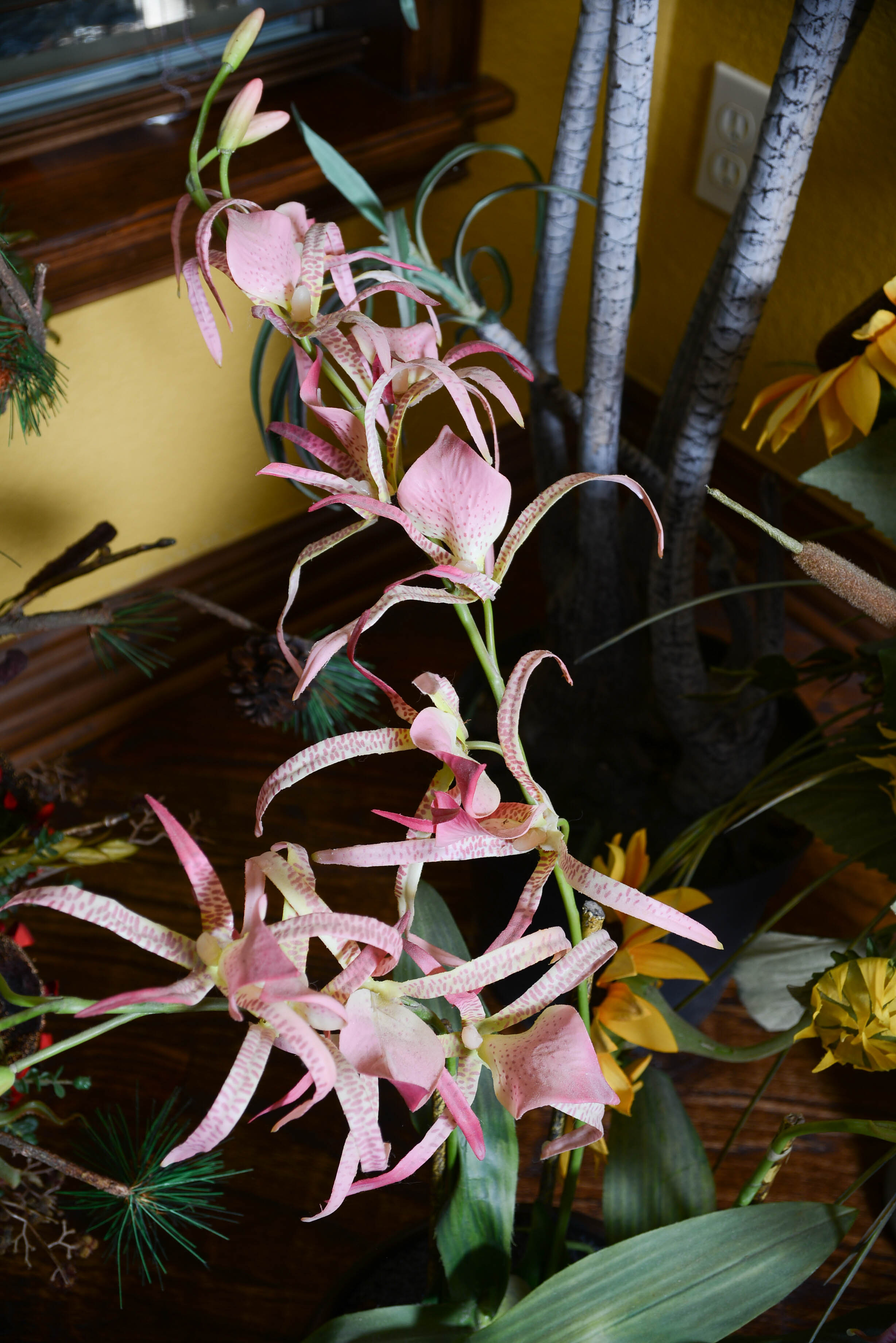 Collection of Decroative Plants