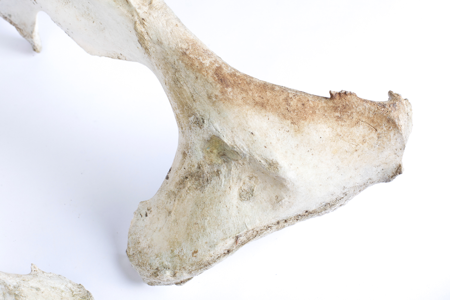 Cow Pelvic Bone