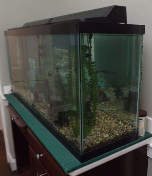 55 Gallon Fresh Water Fish Tank