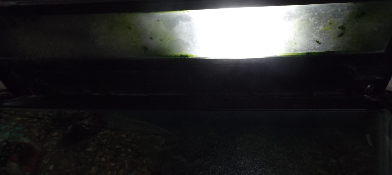 55 Gallon Fresh Water Fish Tank