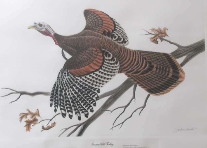 Ruthven Print of Eastern Wild Turkey