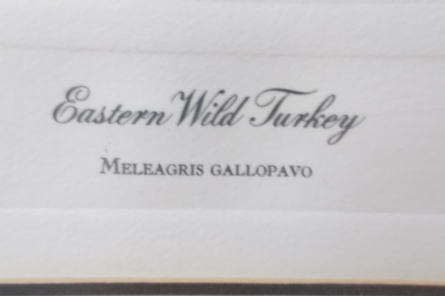 Ruthven Print of Eastern Wild Turkey