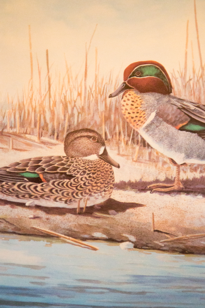 Mallard Prints