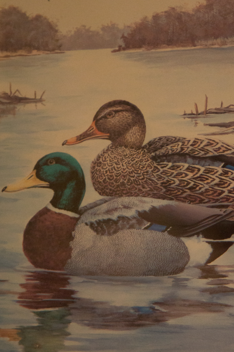 Mallard Prints