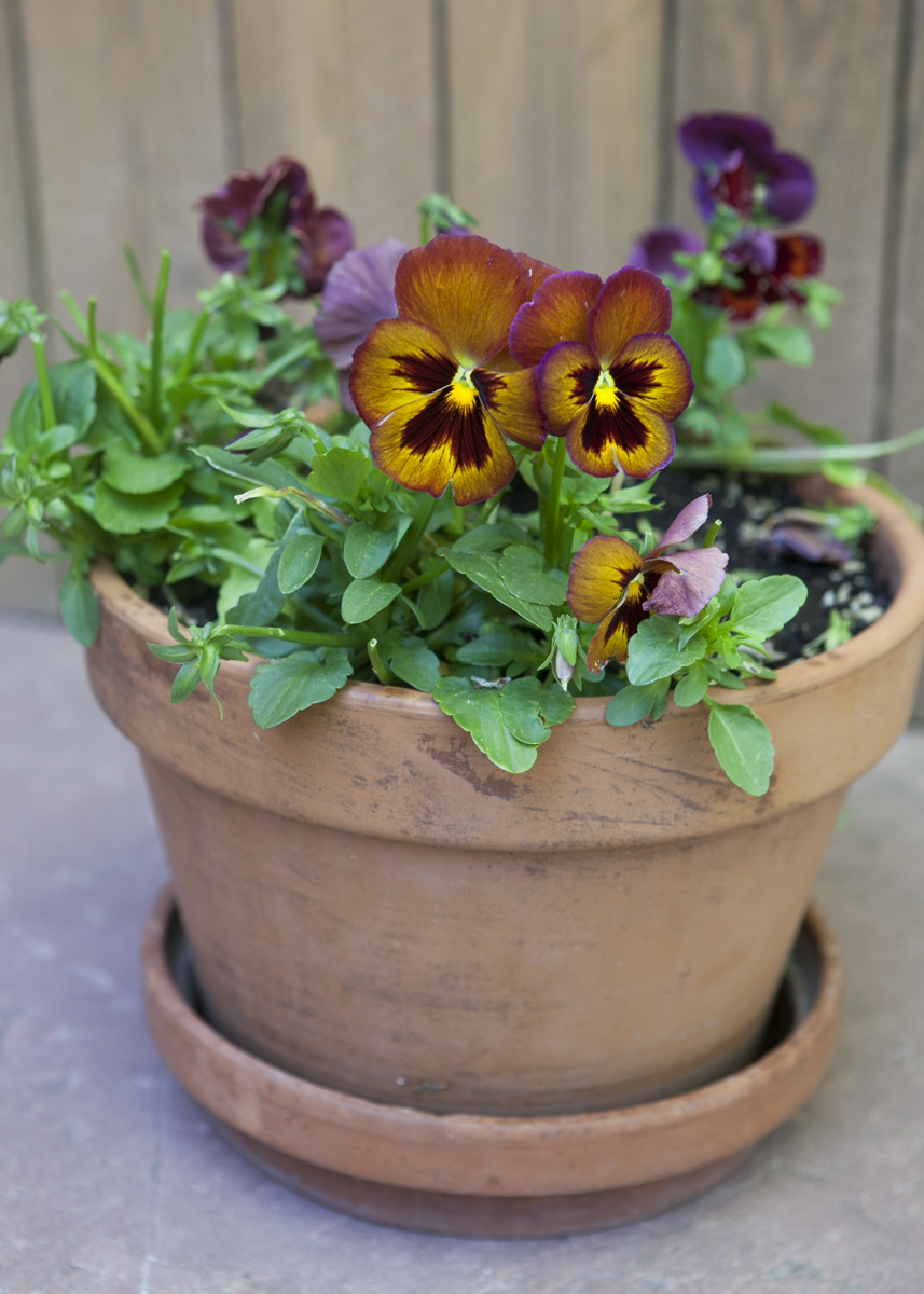 Set of Three Gardening Pots