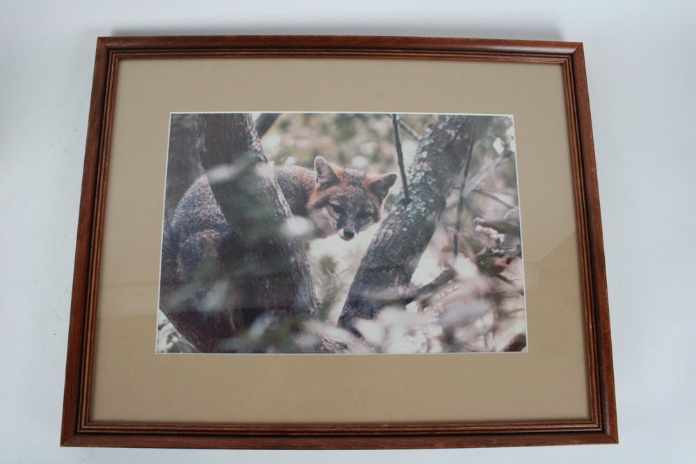 Original Photograph by Jim Buckner “Treed Fox”