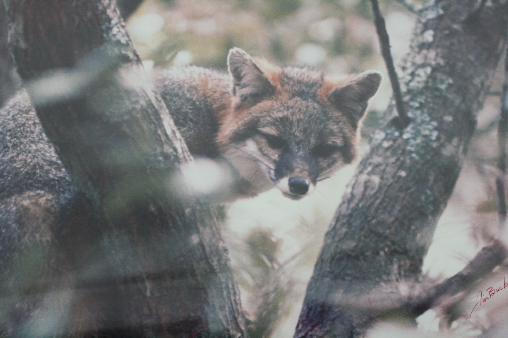 Original Photograph by Jim Buckner “Treed Fox”