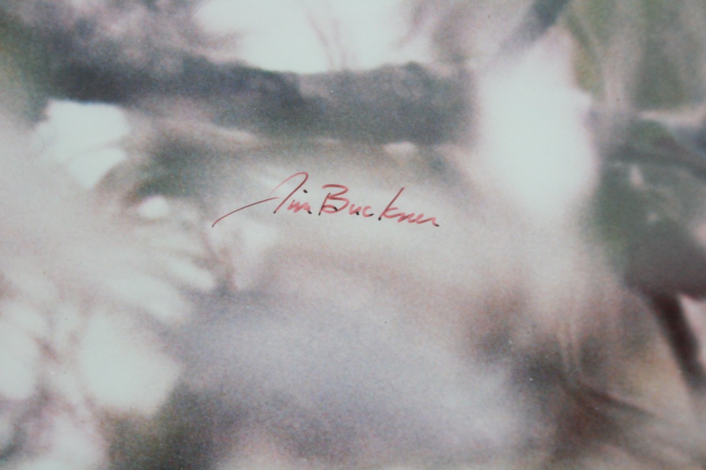 Original Photograph by Jim Buckner “Treed Fox”