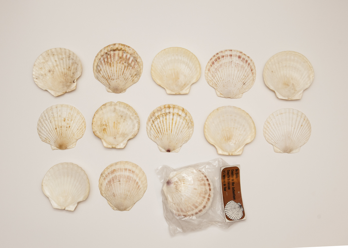 Collection of Geuine Seashells
