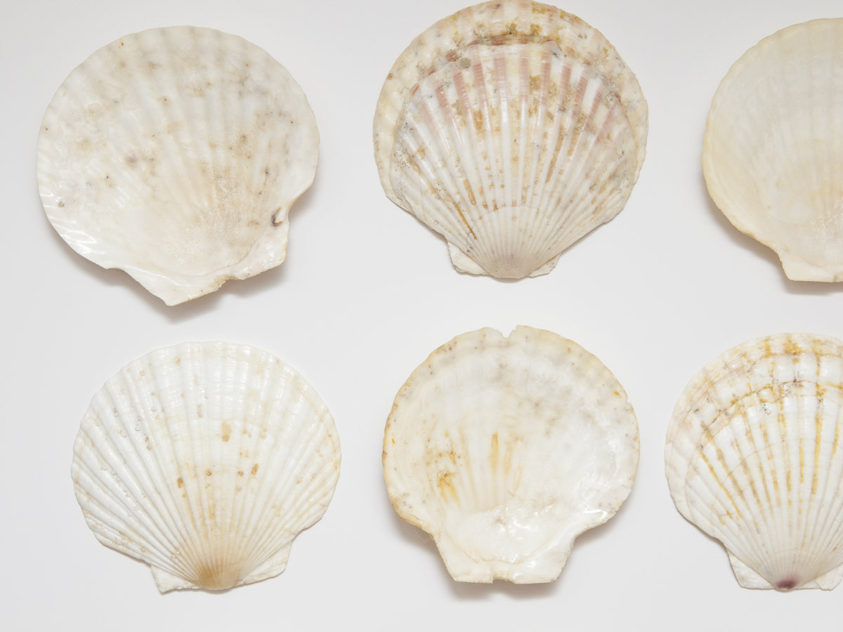 Collection of Geuine Seashells