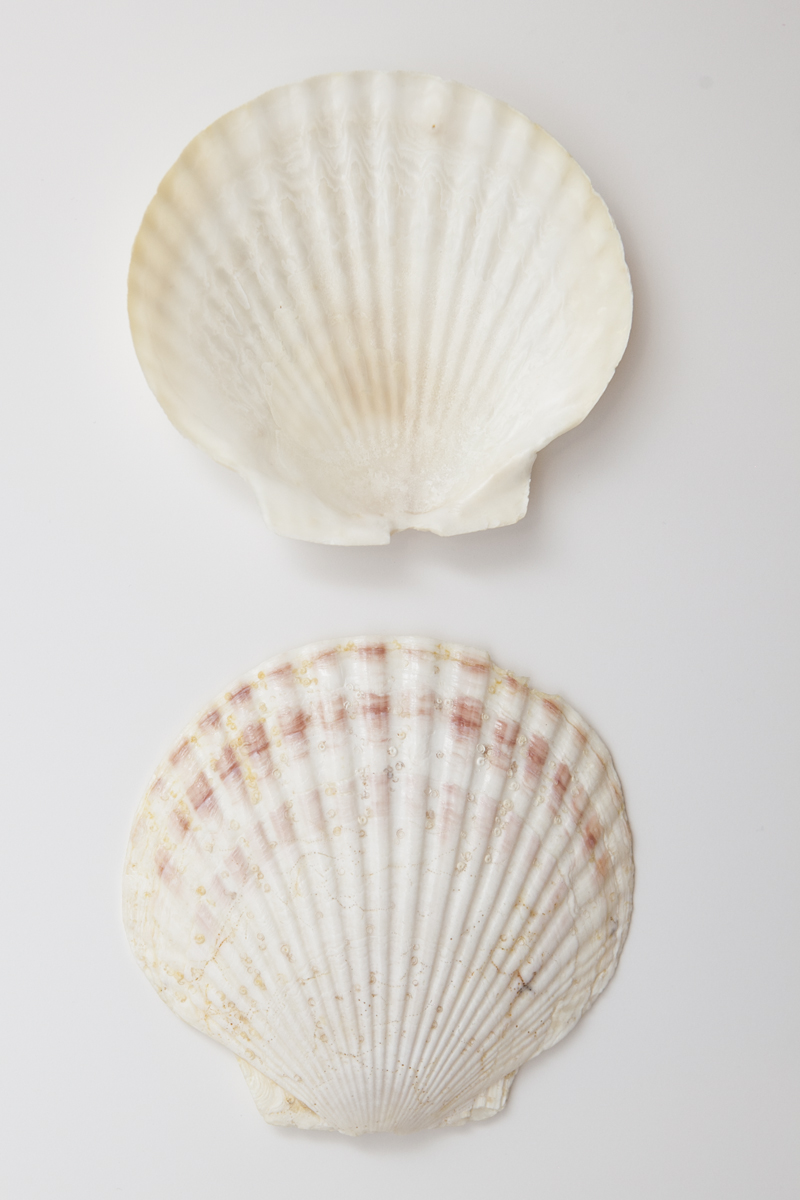 Collection of Geuine Seashells