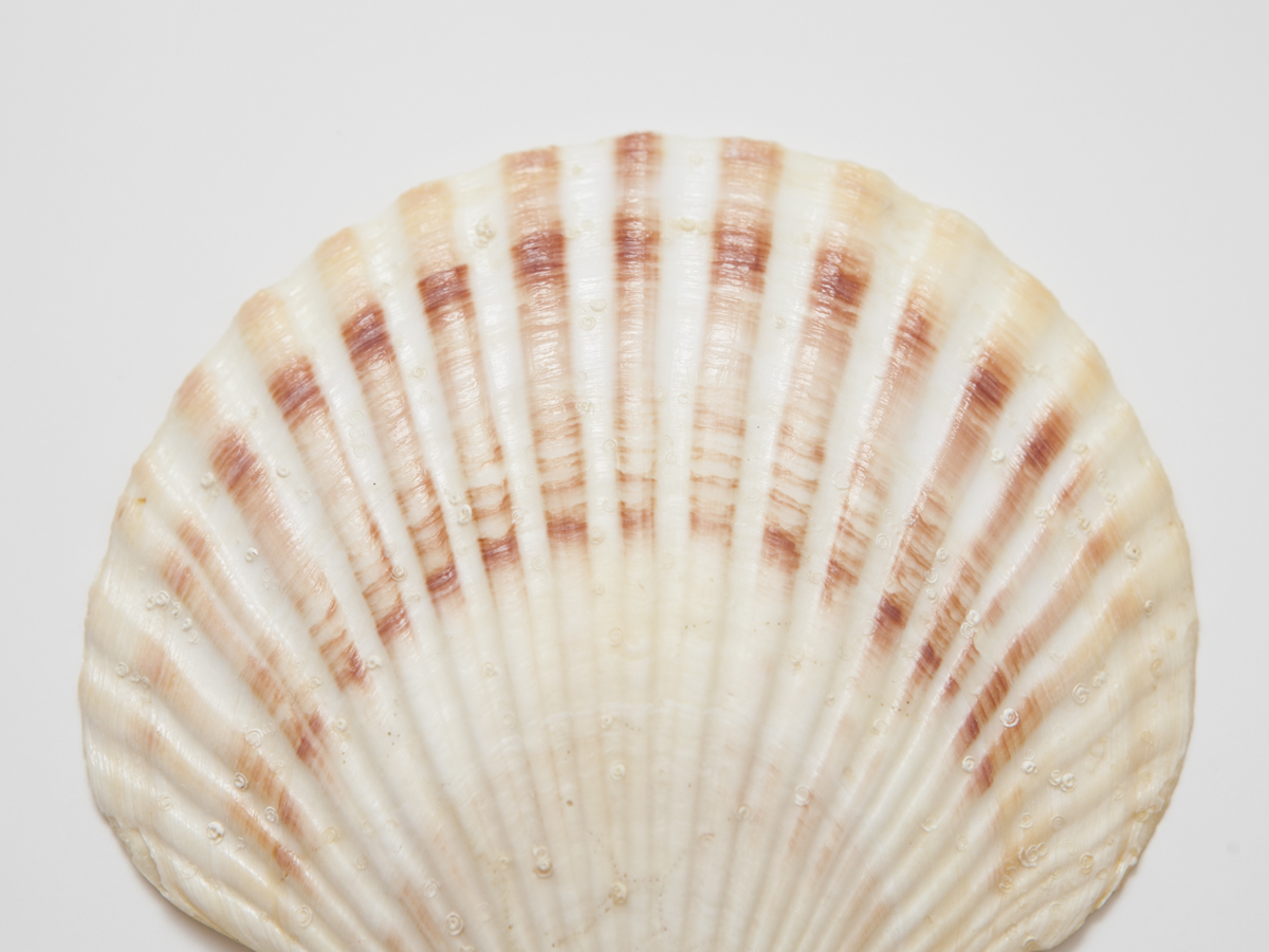 Collection of Geuine Seashells