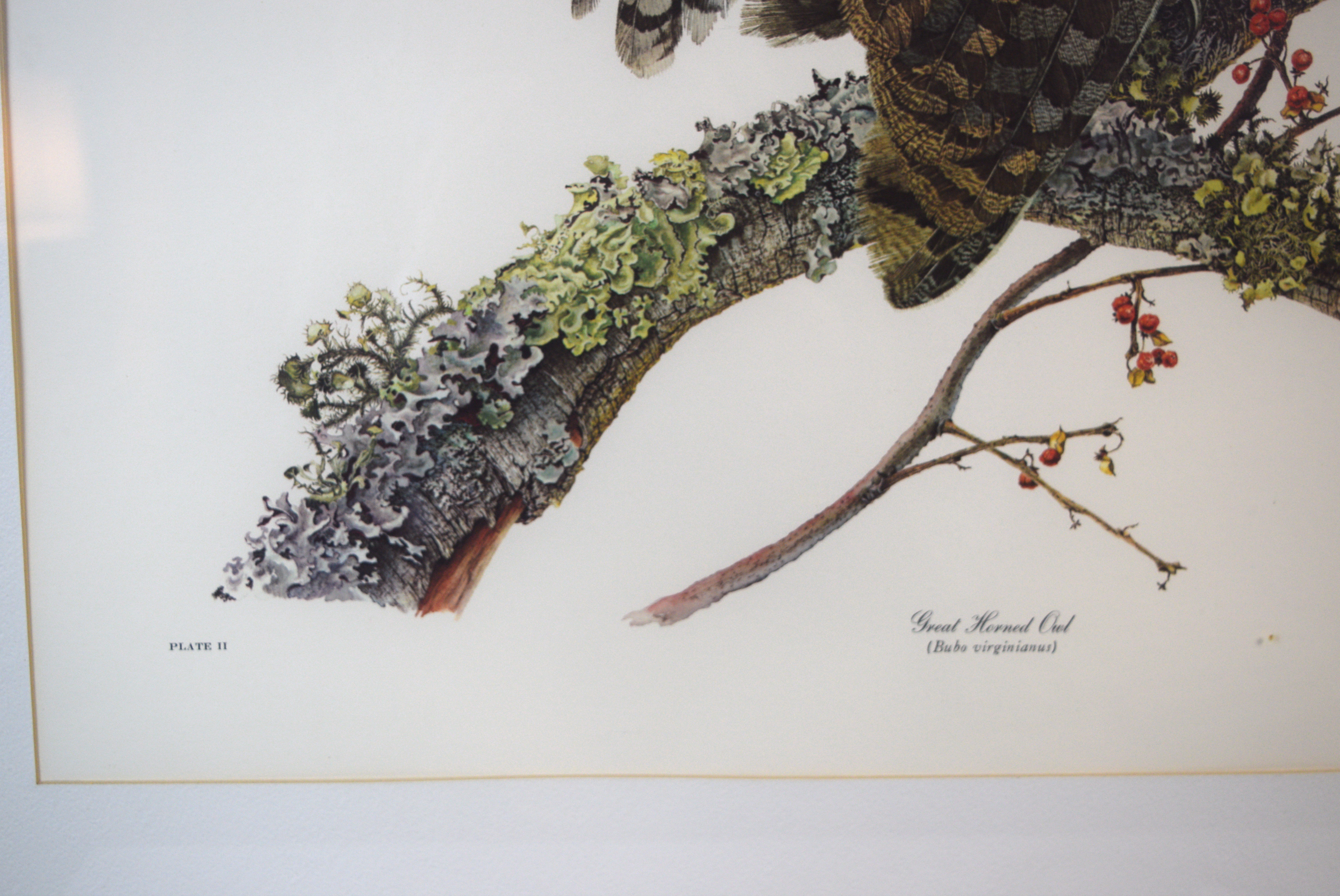 Sallie Ellington Middleton 'Great Horned Owl' Signed Print