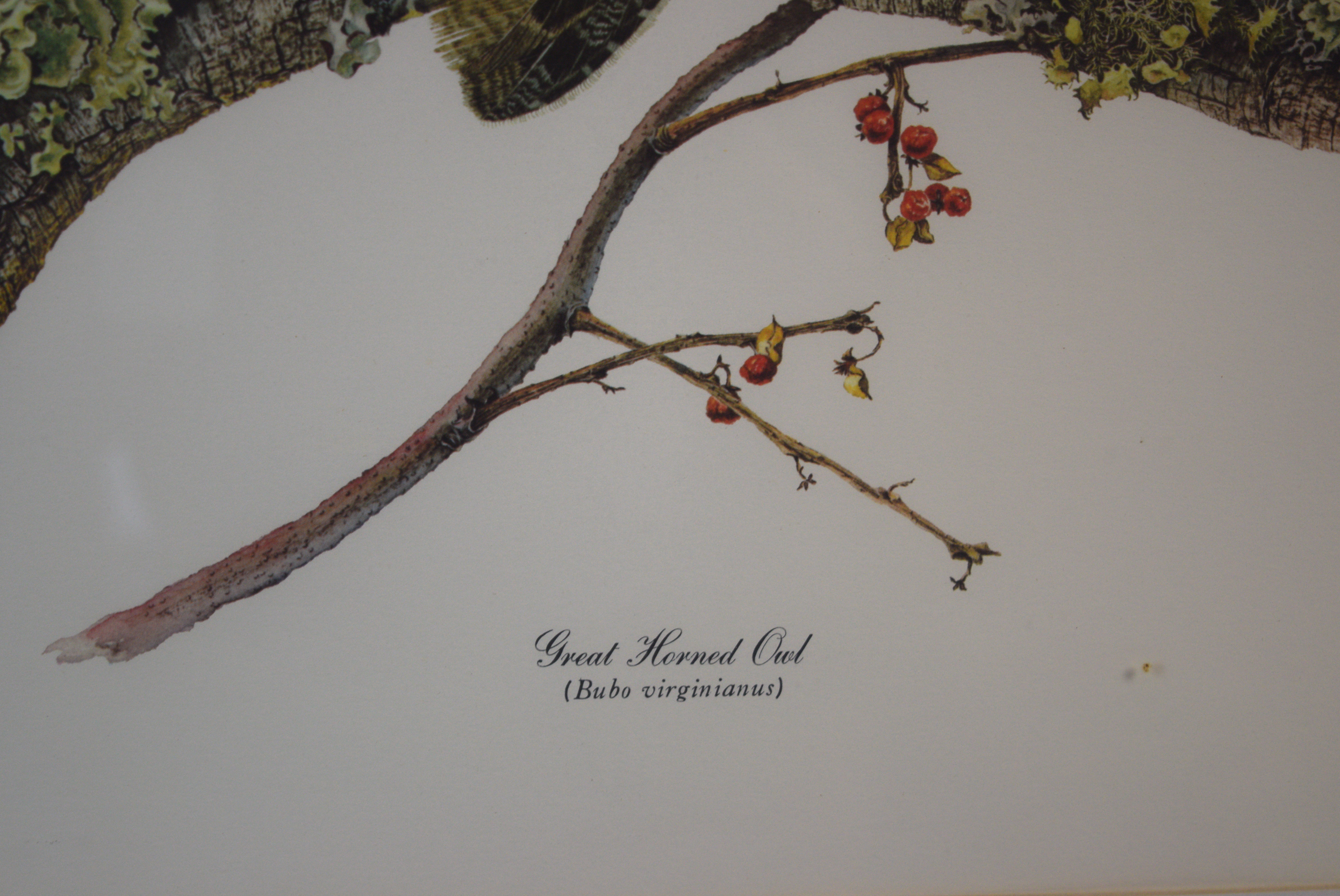 Sallie Ellington Middleton 'Great Horned Owl' Signed Print