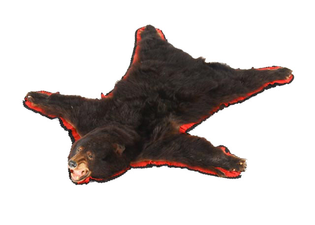 Taxidermy American Black Bear Hide