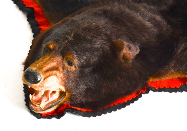 Taxidermy American Black Bear Hide