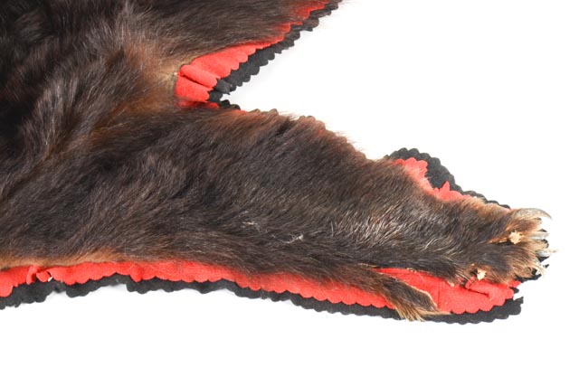 Taxidermy American Black Bear Hide