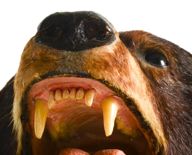 Taxidermy American Black Bear Hide