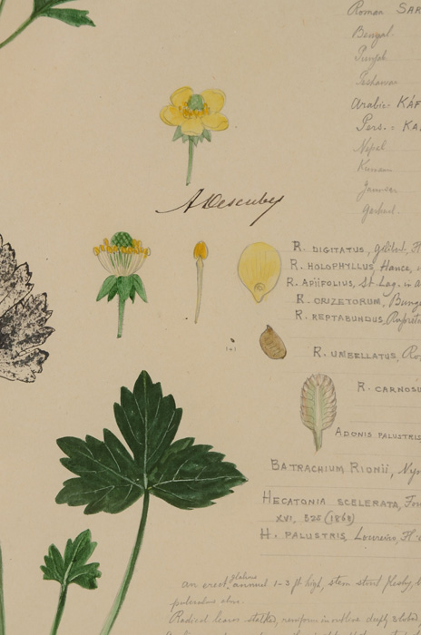 Rare Original A. Descubes Watercolor Botanical Drawings