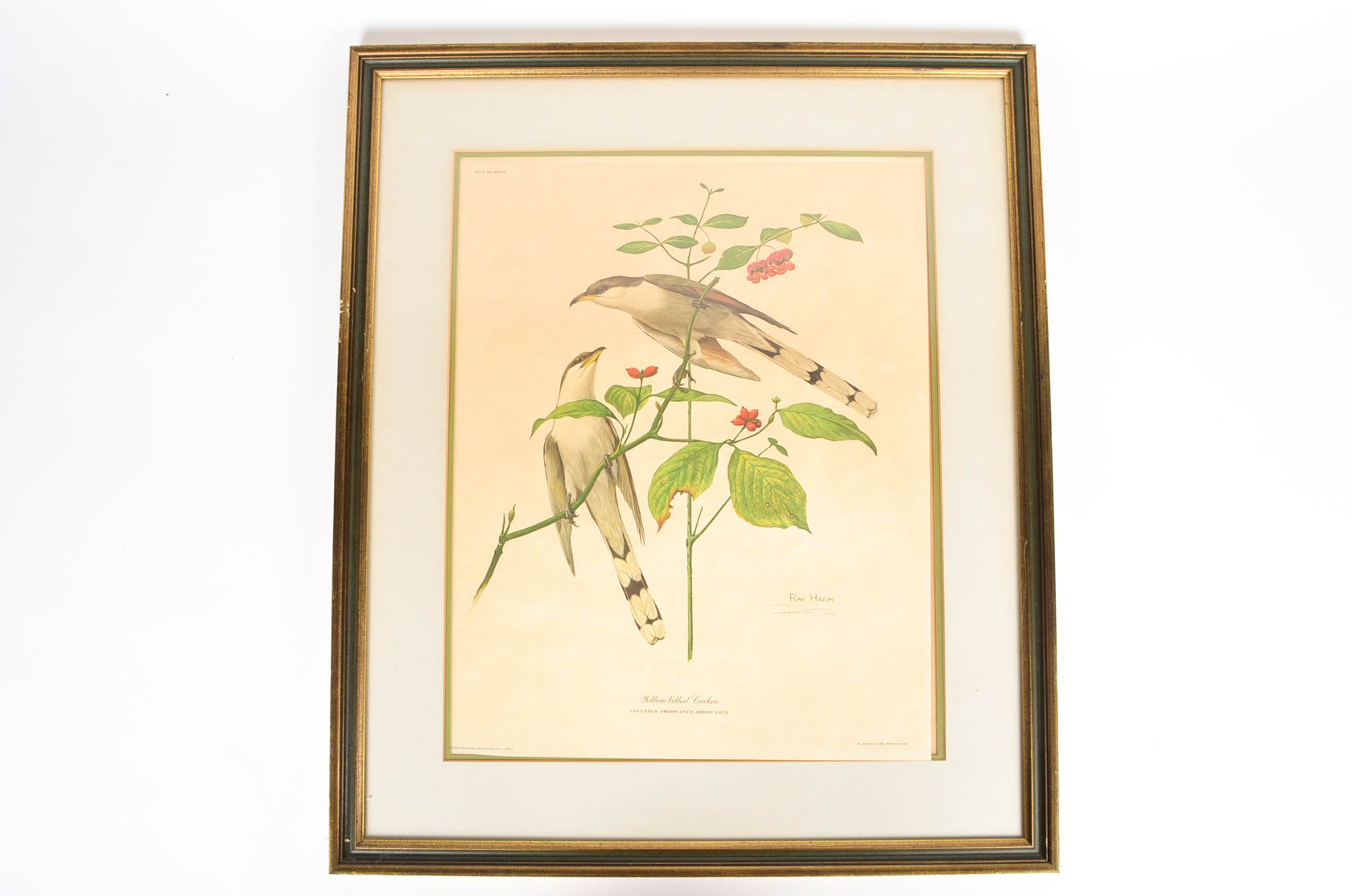 Collection of Ray Harm Bird Prints