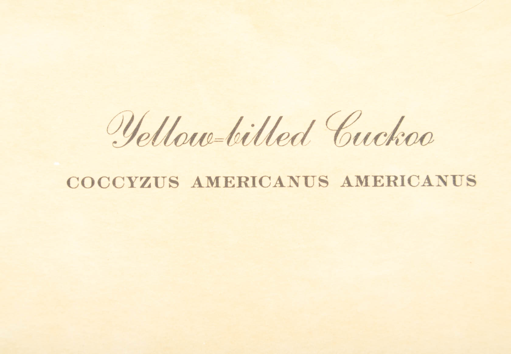 Collection of Ray Harm Bird Prints