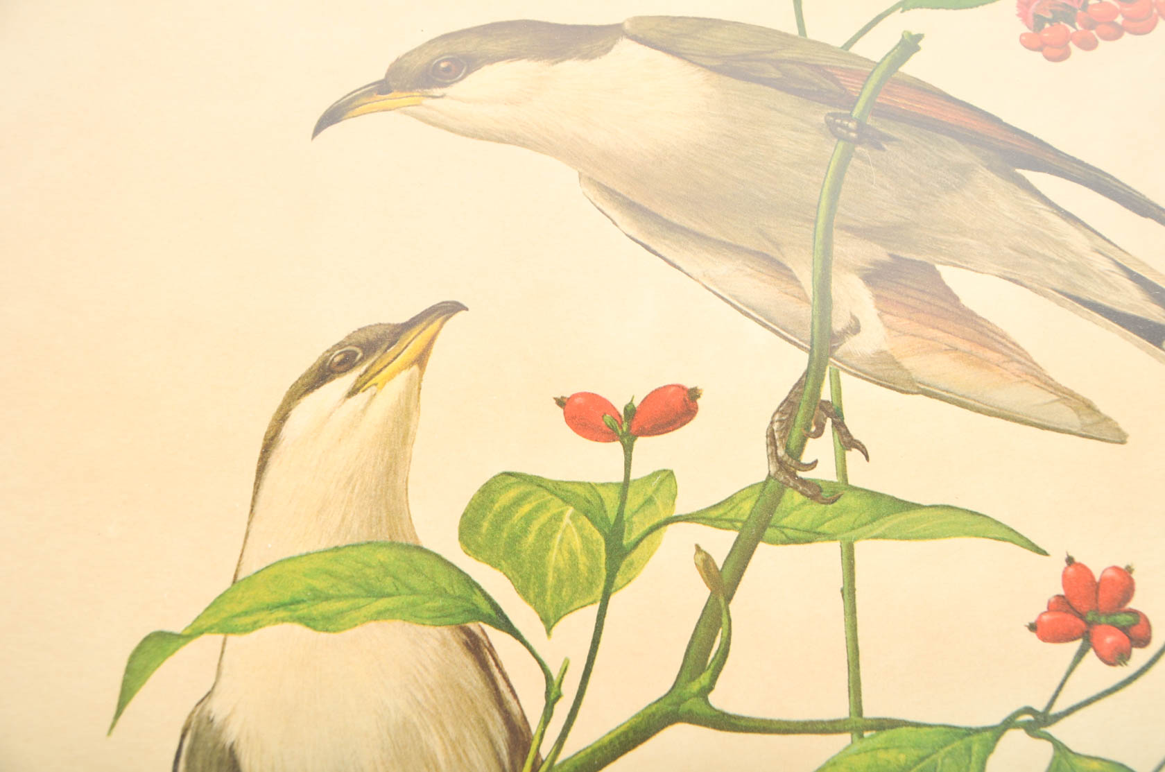 Collection of Ray Harm Bird Prints