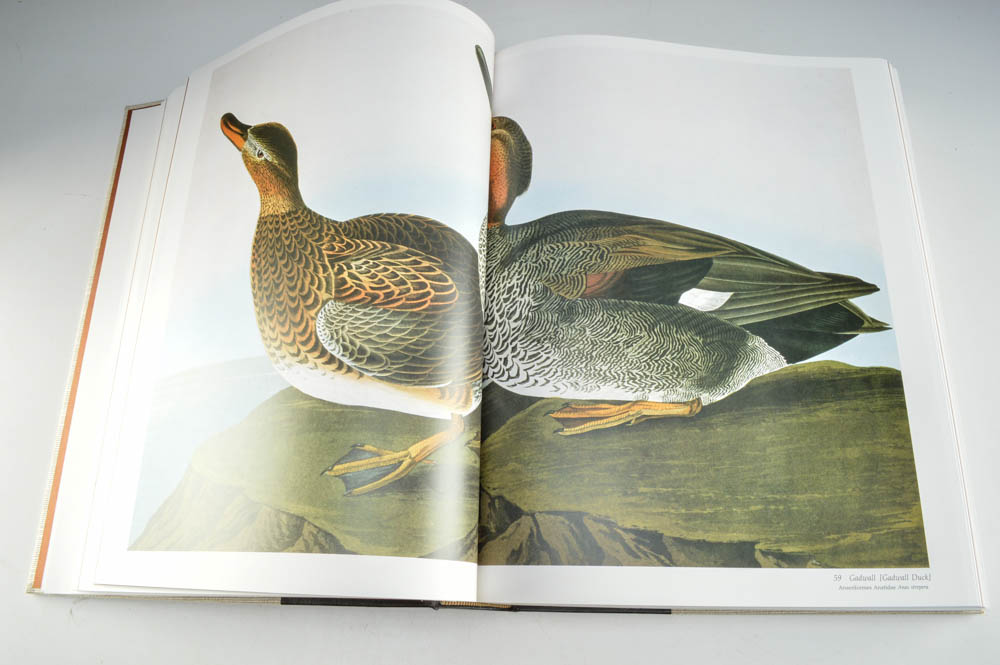 Audobon's Birds of America