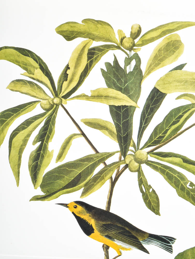 Audobon's Birds of America