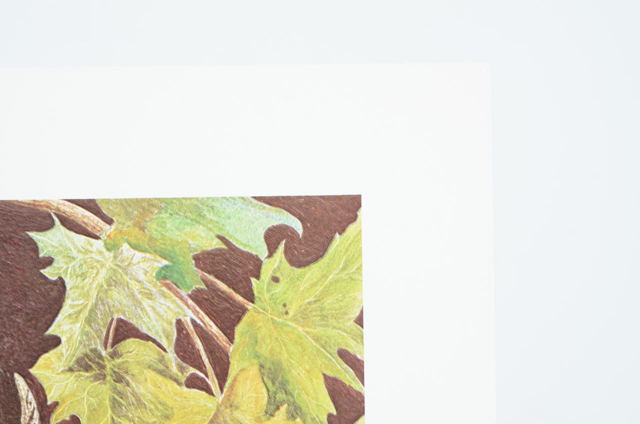 Harry Duncan Print "Kentucky Buck Deer"