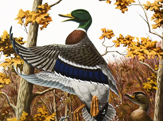 Richard Sloan Signed Lithography Print w/ COA, "Mallard Duck"