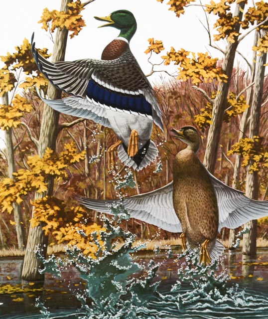 Richard Sloan Signed Lithography Print w/ COA, "Mallard Duck"