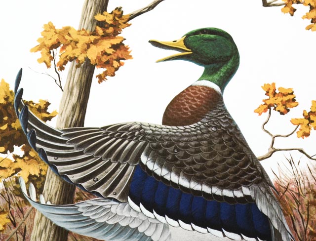 Richard Sloan Signed Lithography Print w/ COA, "Mallard Duck"