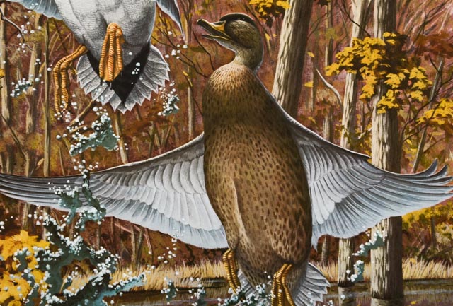 Richard Sloan Signed Lithography Print w/ COA, "Mallard Duck"