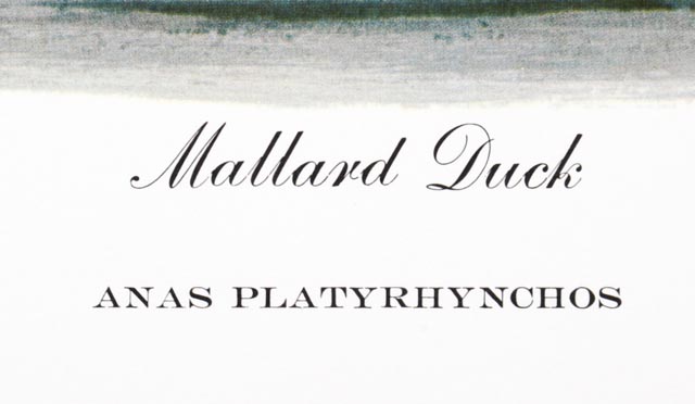 Richard Sloan Signed Lithography Print w/ COA, "Mallard Duck"