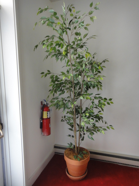 Tall Artificial Fica Tree