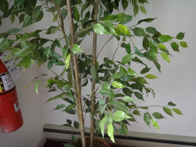 Tall Artificial Fica Tree