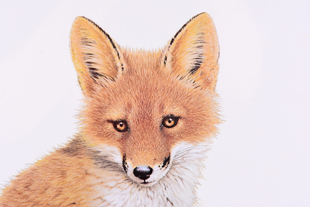 Jim Oliver Kentucky Wildlife Prints