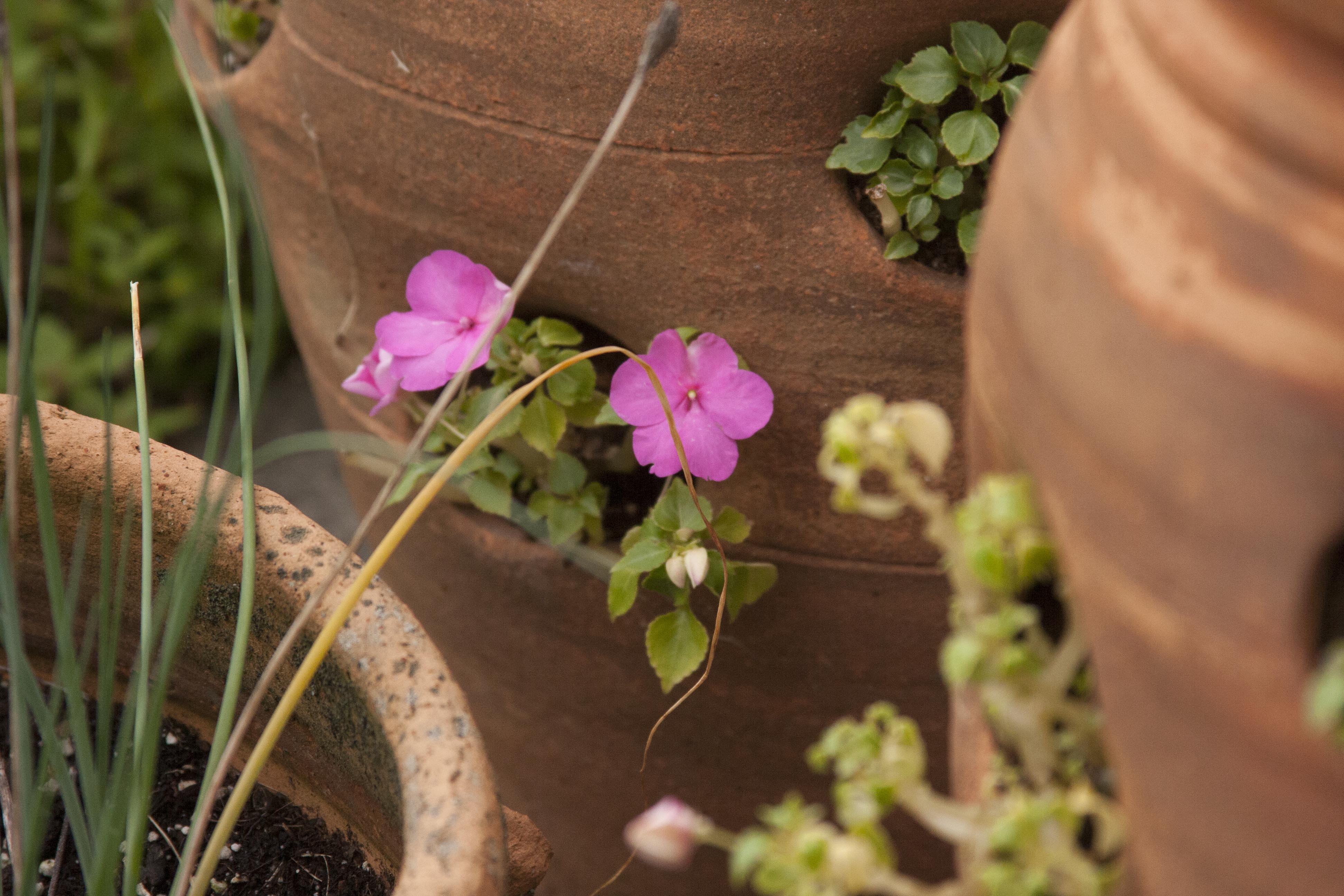 Outdoor Terracotta Patio Pots