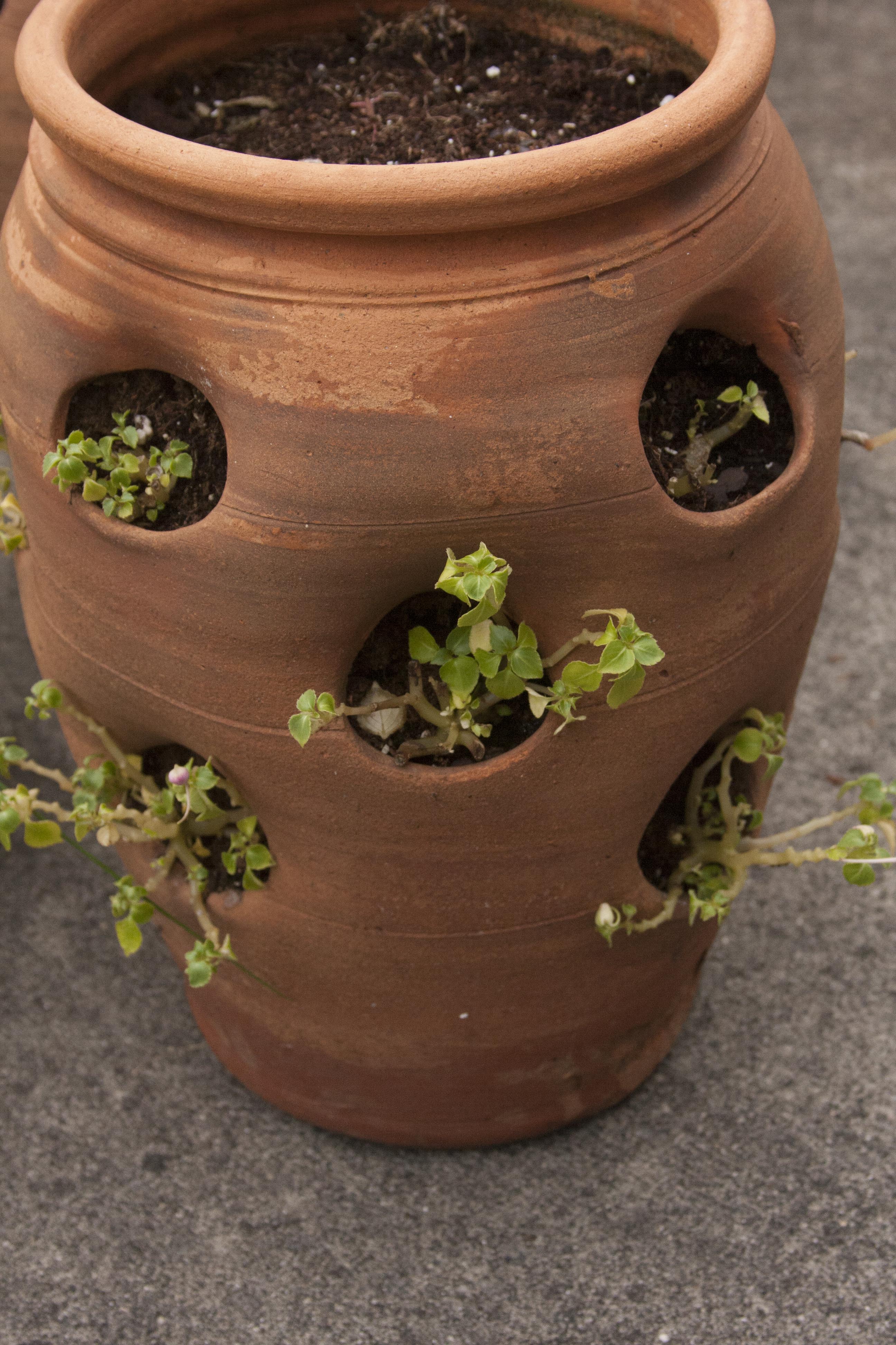 Outdoor Terracotta Patio Pots