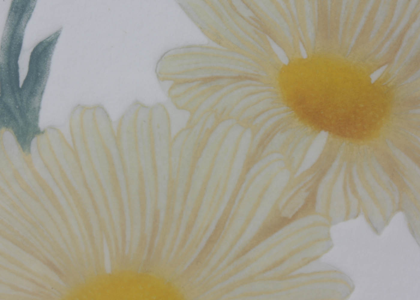 Nancy Nevins "Daisy" Aquatint Etching