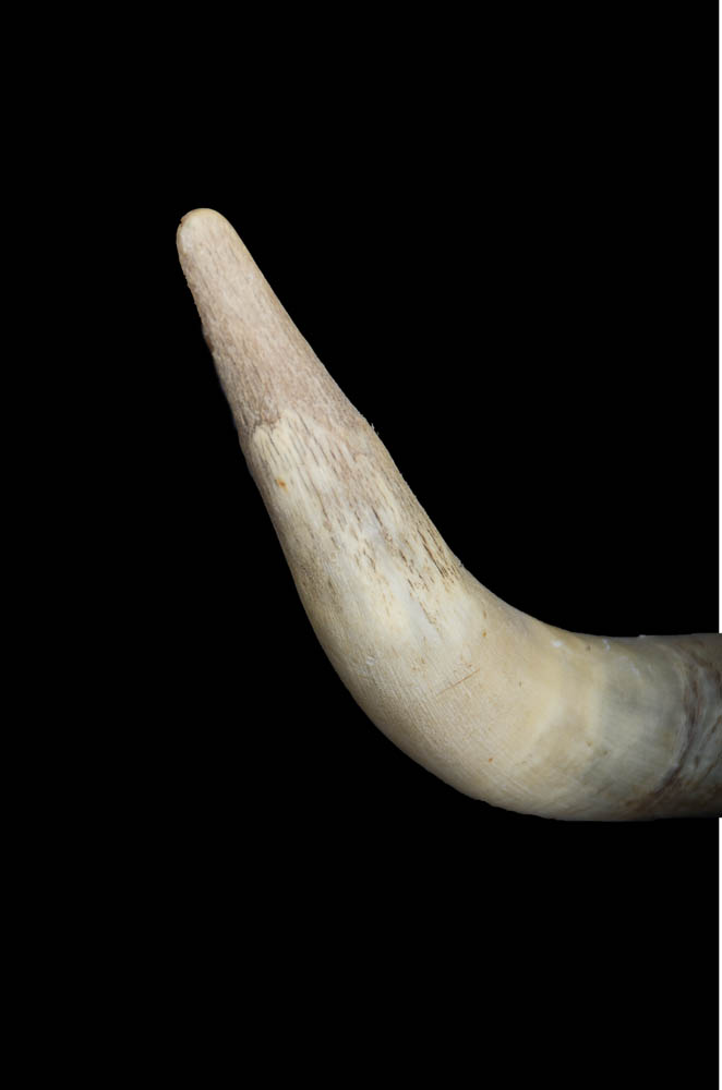 Northern Plains Native American Bull Skull